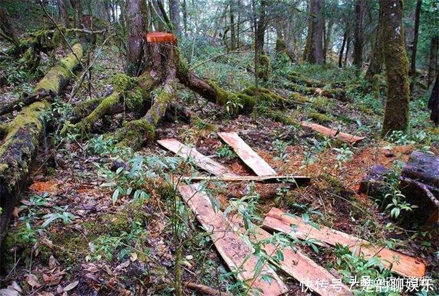 57年前被发现价值，曾一度濒危，如今有人大量种植，却沦为盆栽