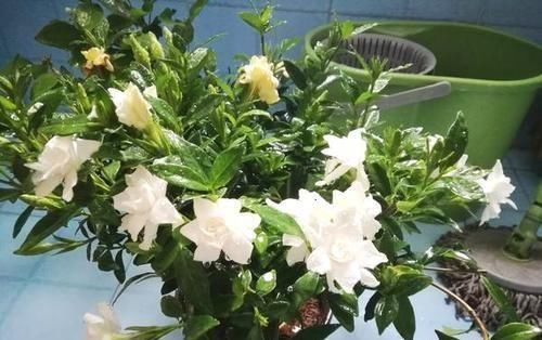 大爷种栀子花，从不施肥，一些“垃圾”全扔盆里，最后花开十几朵