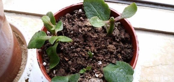 7前，这3种花最适合扦插，“养不死”易爆盆，叶绿花还多