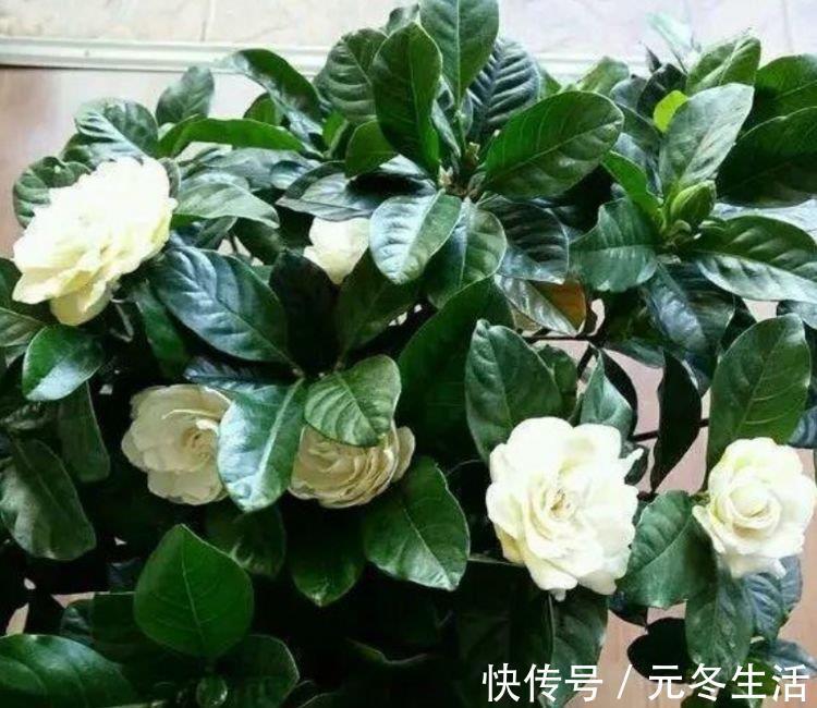 大户|4种花是“开花大户”，家里养一盆，开花红又旺，花朵美艳迷人