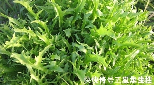 农村|农村一种野菜,以前没人吃,现在发现能清热解暑,一斤20块钱