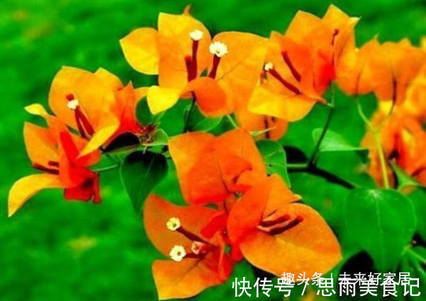 “珍品”柠檬黄三角梅,花姿高雅,赏心悦目,堪称养花必备