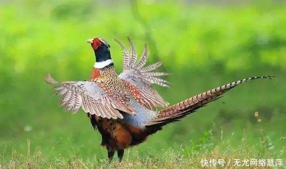 野鸡|“不捉下山鸡,不追上山兔”这句俗语蕴含这样的道理,古人真聪明