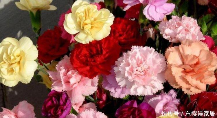 3款艳美的花卉,花大色艳花期长,盛开时繁花似锦,花色美轮美奂