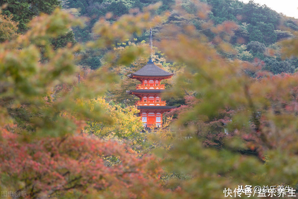 中国神仙草、日本长寿茶，路两边都是