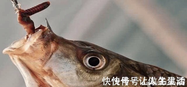 猪肝|鲫鱼鲤鱼不咬钩只要在饵料中加点它,压根不担心没鱼上钩