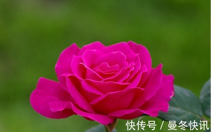 懒人养花,不养这款“不死花”,不用费心打理,花开繁盛惹人爱