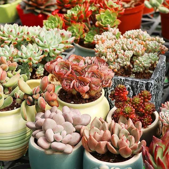 夏天这8种花不用买,叶子丢进花盆里,嗖嗖长白根