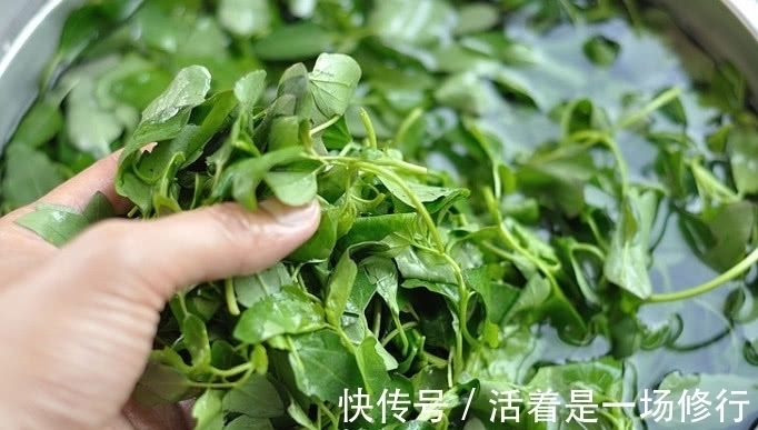 野灰菜|80后都吃过的一种野菜,路边常见长大片,可如今却少人敢吃