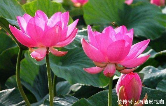 4种富贵花,好养漂亮花期长,人见人爱,寓意超好的