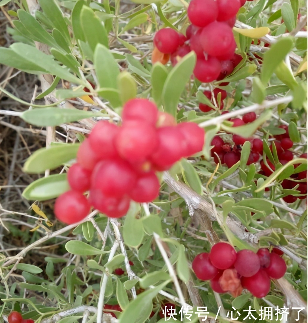 滋润|女性推荐常吃3种食物,美容养生、滋润肌肤,越吃越年轻