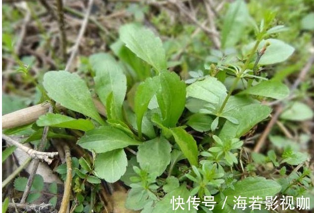 苦菜|7种农村常见的野菜,个个都是治病的“良药”,你吃过几个
