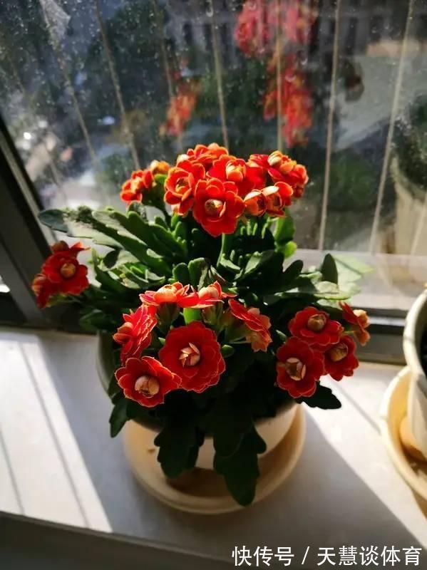 天气冷,六种花要“干养”,少水多晒才健壮,养成老桩更旺家