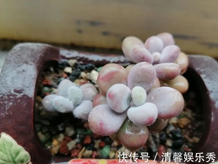 90后川妹子的“丑肉”逆袭记！时光不弃，多肉常在！