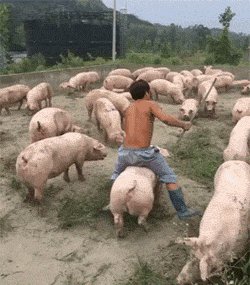 |搞笑GIF动图:老哥你这是叫鱼给钓了吧