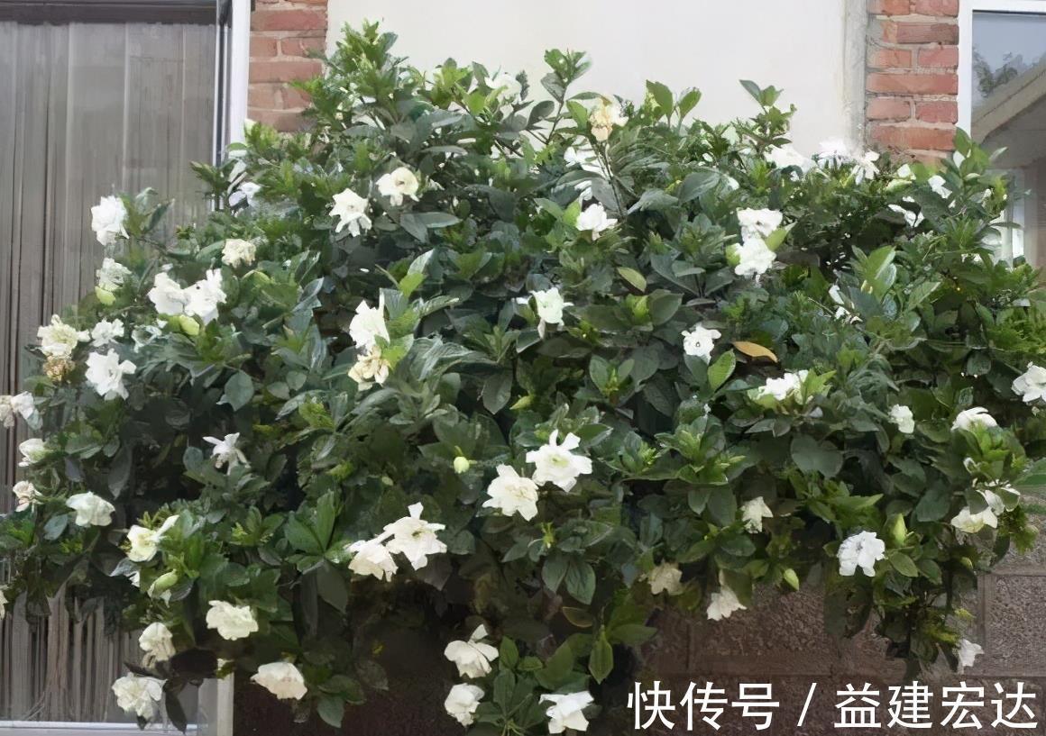 下雨天|下雨天,这些花快扔出去,淋一淋,呼呼冒新芽,花开一大盆