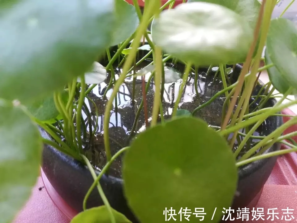爆盆|铜钱草又黄又乱糟糟的该怎么养剃头半土加半水，一个月再次爆盆