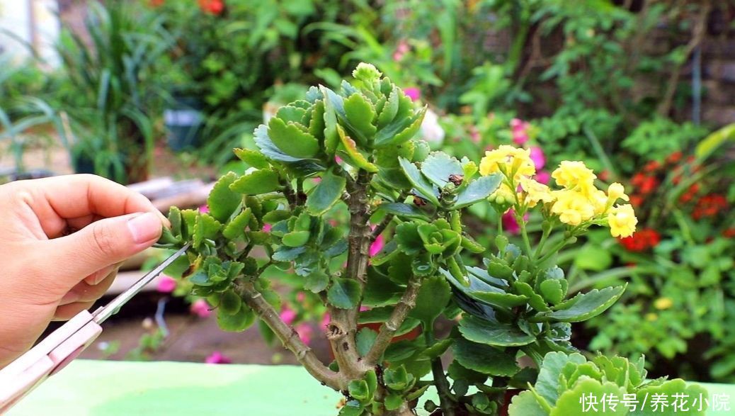 烂根|夏天养长寿花,做到“3少1多”,植株长势旺,避免出现烂根