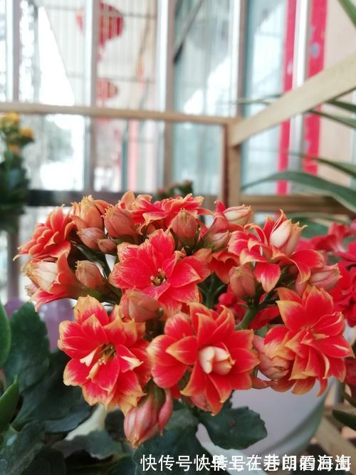 天冷|天冷了，15种漂亮花喜欢“大太阳”，多晒长得壮，花更多