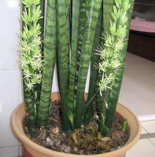 养虎尾兰，一个小技巧，长得快、侧芽多、叶厚实，3个月长爆盆