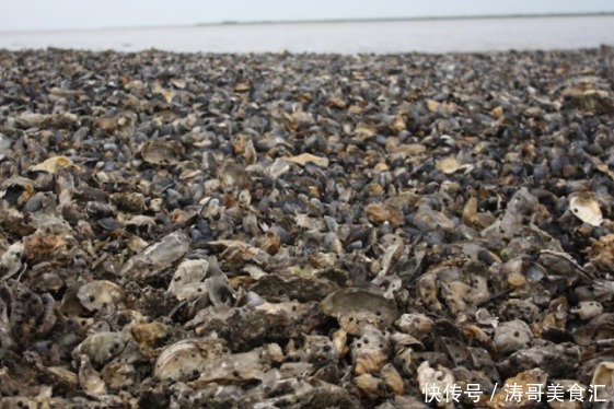 生蚝|这些美味在当地泛滥成灾,在我国却价格不菲,需要人工饲养