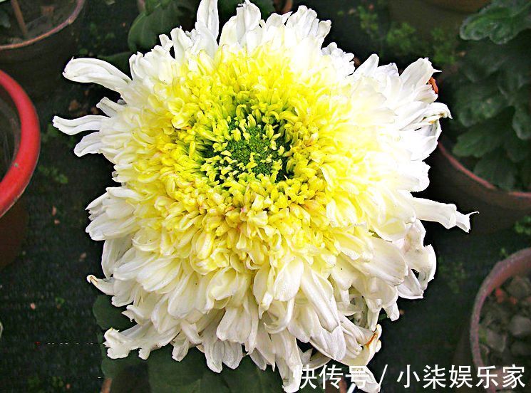 素裹|喜欢菊花,不如养盆优良名菊“西施倩装”,似素裹金秋,清新美丽