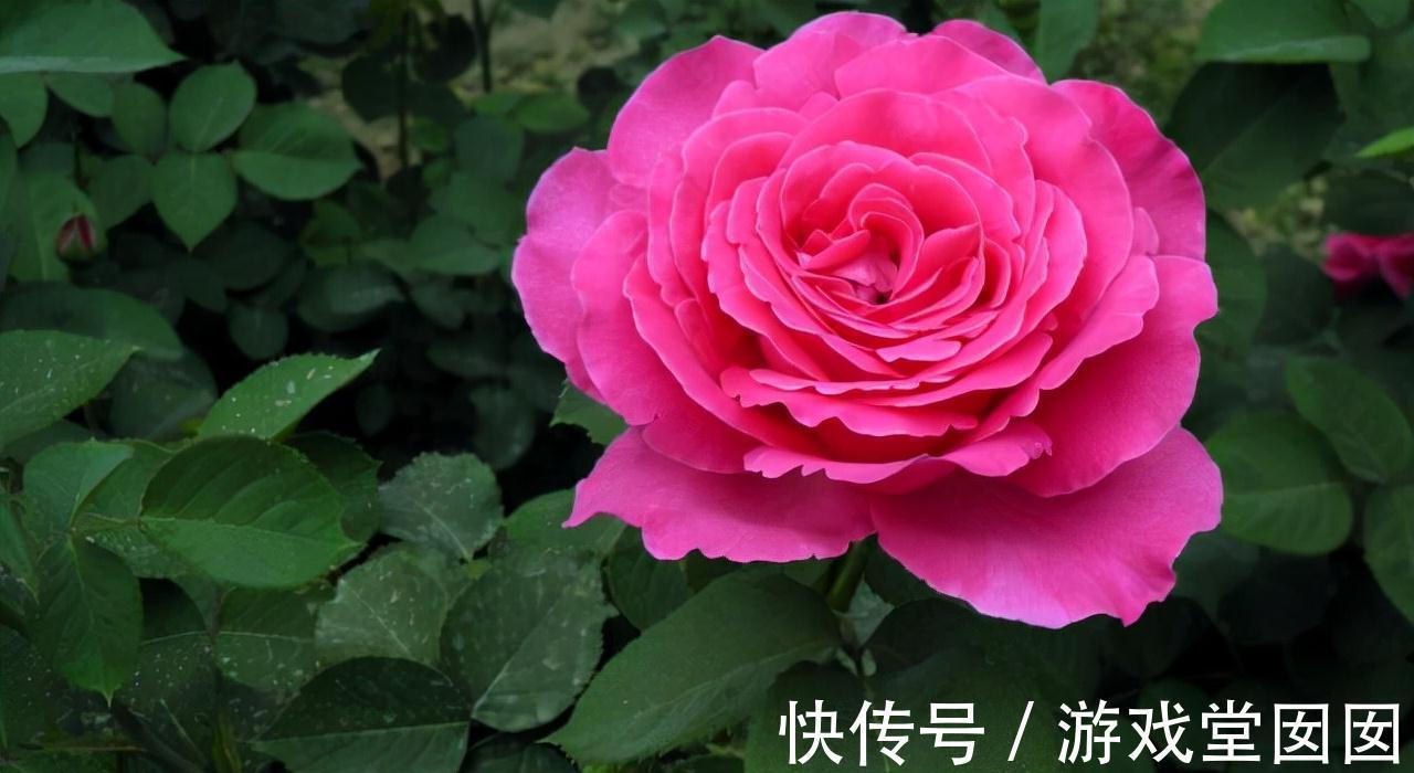 家中养盆花王，开花以后，鲜艳大方，花友来参观，倍有面子