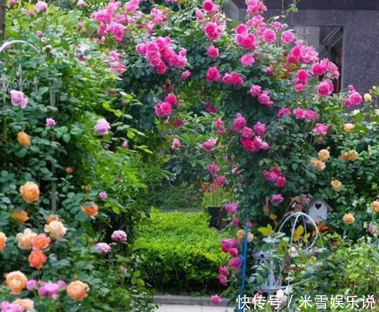 新手|养花就养“4种花”,不怕热不怕冷,适合新手养,年年开花不断!