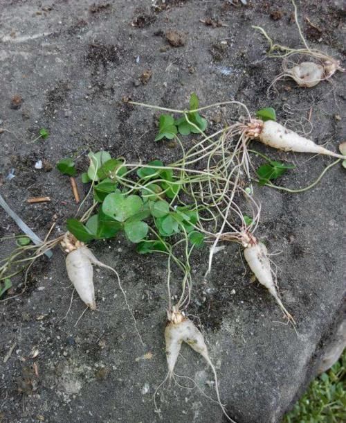 人参|乡下菜园一野草,当猪菜都嫌弃,可不料其根茎被誉为“水晶人参”