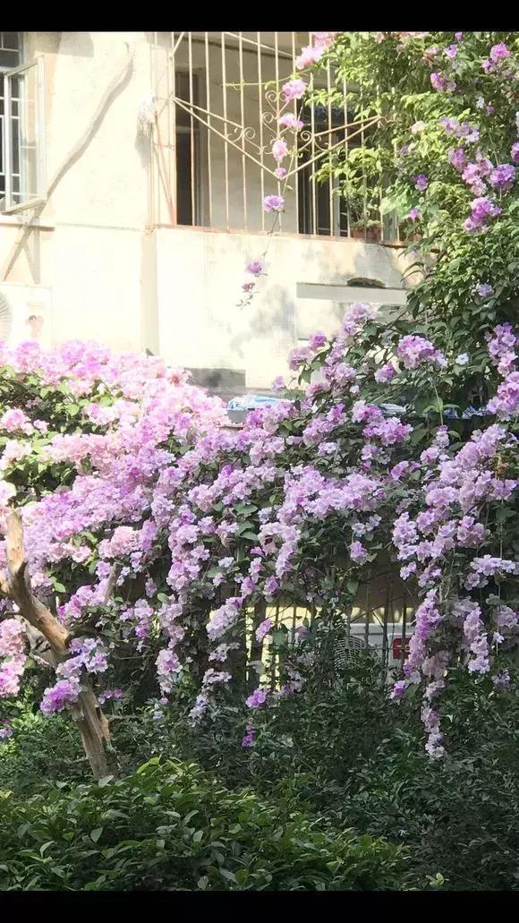 2种花爱爬藤,1次花开几百朵,不爱生病不生虫,太好养了!