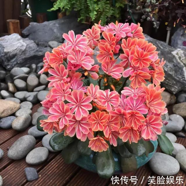 长寿花|这花像长寿花一样好养,全年不间断的开花,太美了