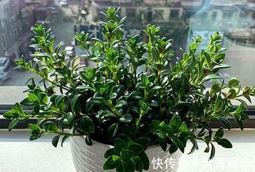 养金鱼吊兰,避免“1点”,叶片油绿不发黄,枝头挂满“小金鱼”