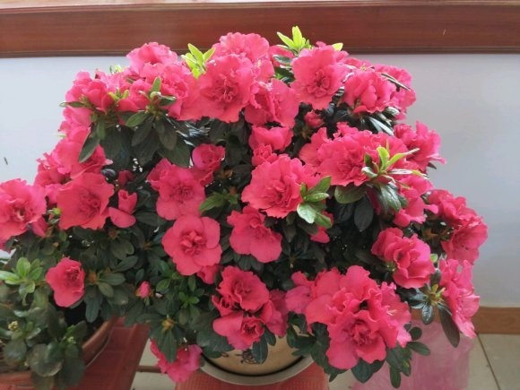 4种花堪称“夏必死”，怕热又怕涝，现在不适合买！