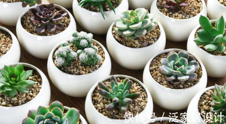 养殖|多肉盆栽长得慢?错了,套袋子一闷,茎叶疯长又透亮水灵