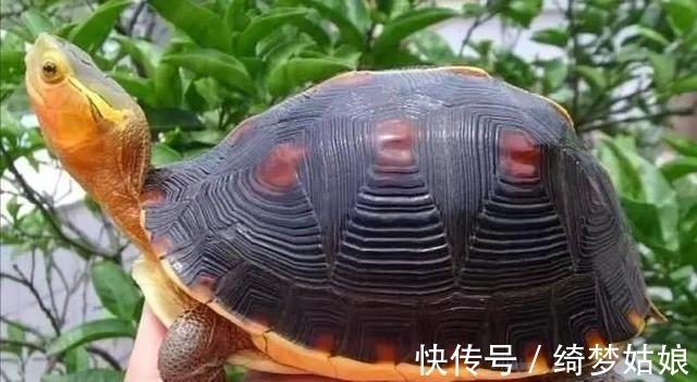 国龟&两种国龟的悲歌——古时的山泽常客到现今的附录稀客