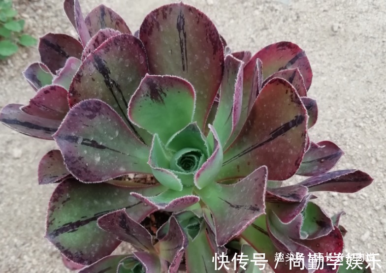 法师|多肉红富士法师,出状态时那一抹红色的娇艳是否会将你彻底迷倒