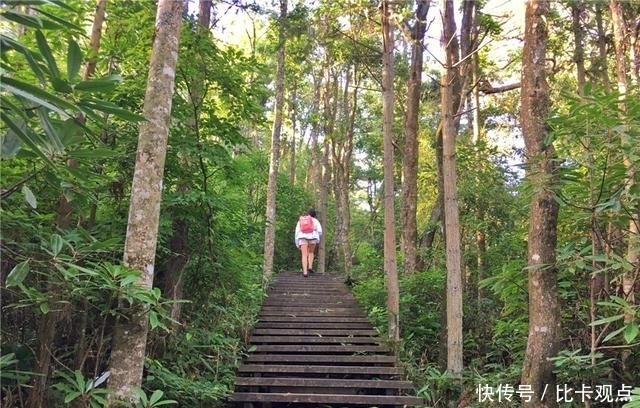 植物|天目山大树王国，全球仅存的五棵天目铁木都在这里