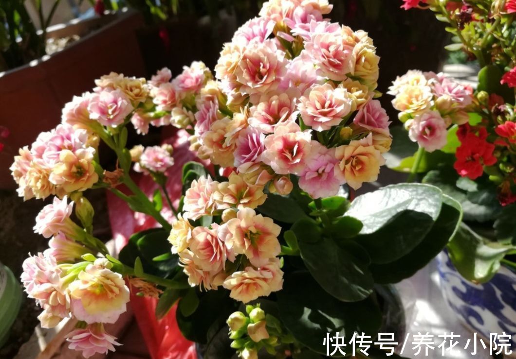 三种花要“穷养”,10月以后“虐一虐”,花苞长满枝头