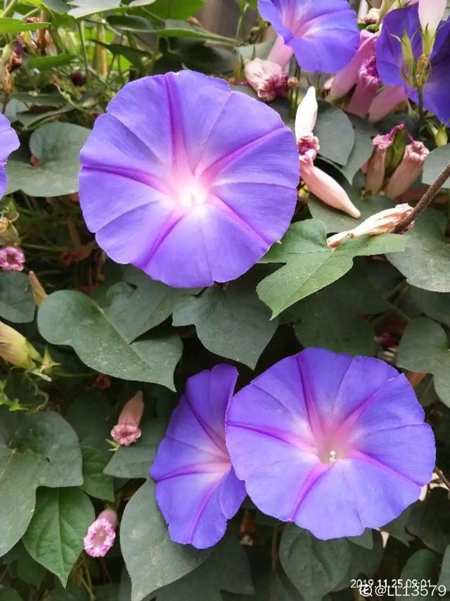 想要家里四季花开，这20种花，连续能开300天，完全不歇气