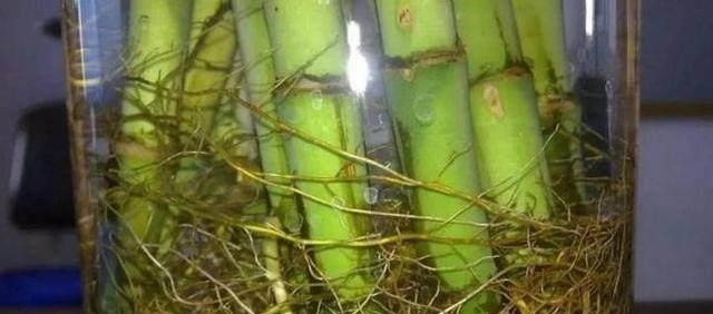 水里放“4样”东西,“富贵竹”根系疯长,枝叶“大爆发”!