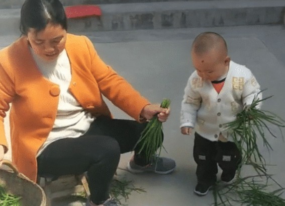 奶奶|“会干的不想干,不会干的抢着干”,萌娃实力帮倒忙,摘韭菜火了