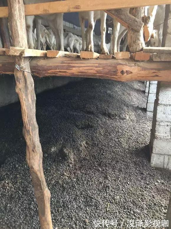 羊粪|路边捡来4种小东西,丢在盆底,一年不用施肥,也不怕烂根!