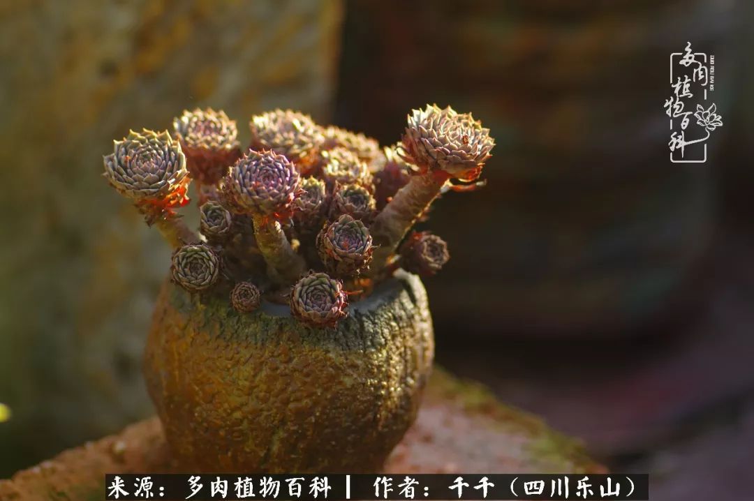 夏天日晒雨淋，秋老虎来势汹汹，你的多肉准备好逆袭了吗