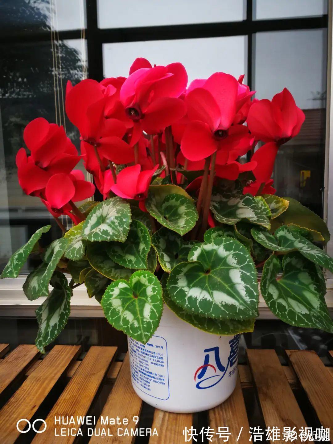 君子兰|君子兰千万别喷水，一喷水就烂叶，3天就要死翘翘！