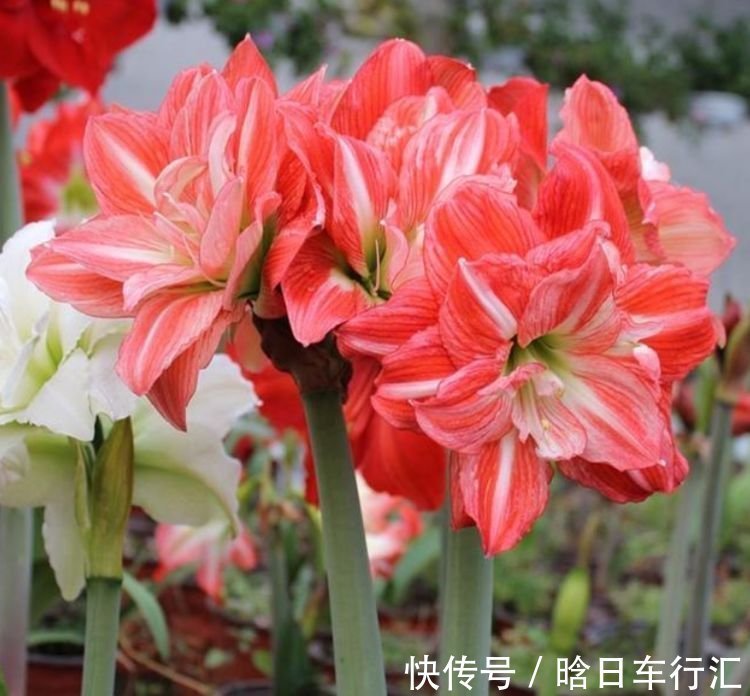 正月二十九,4种招财花适合养阳台,开花速度快,个个美的出奇!