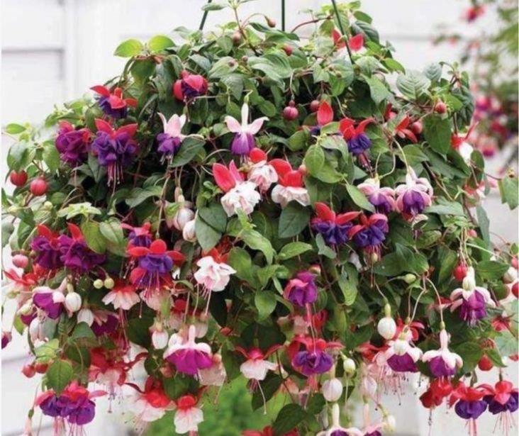 阳台养花就选4种,好养又漂亮,直接变成“百花园”,高雅艳丽