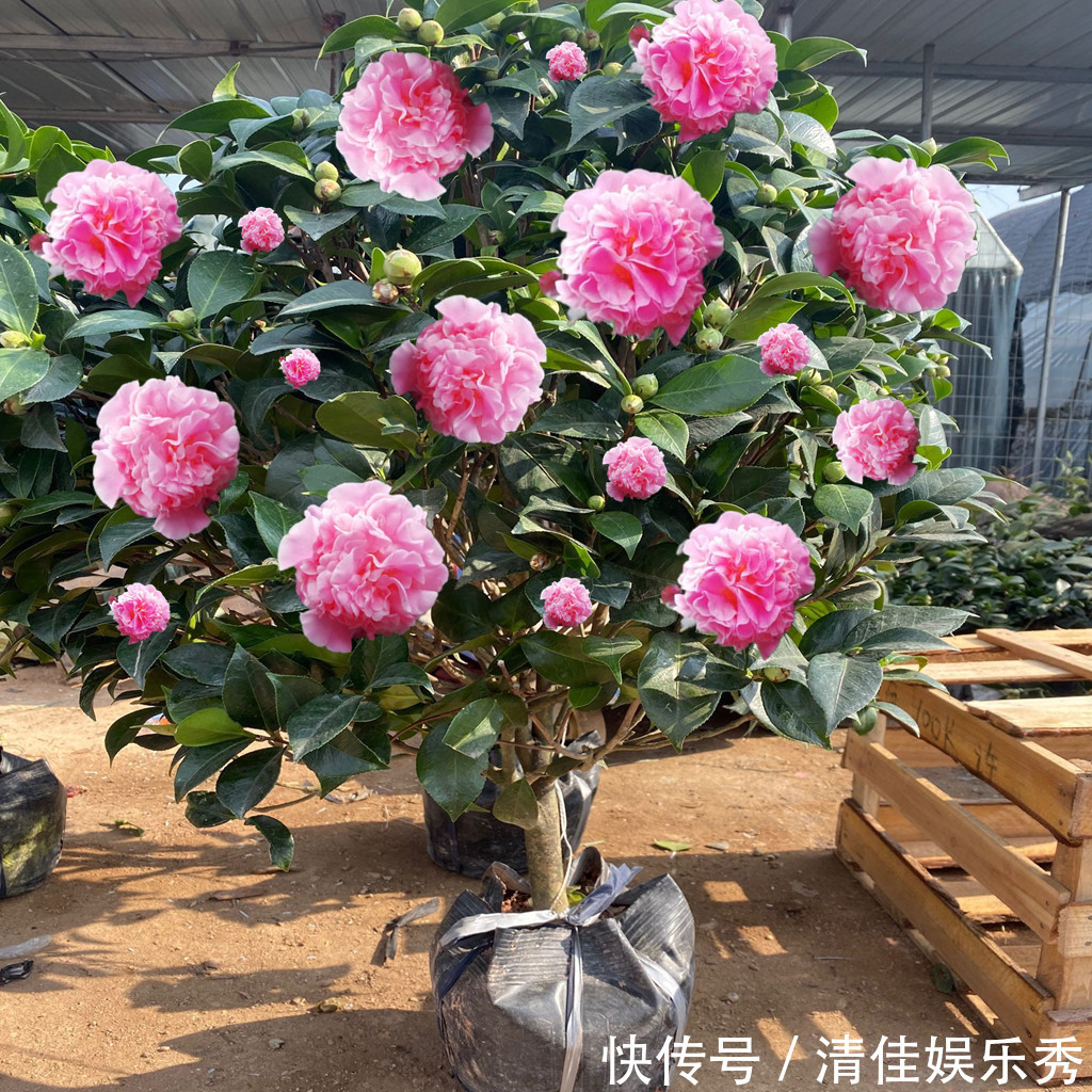 吉祥花|3种“老花树”,能活一百年,冬天不怕冷,开满“吉祥花”