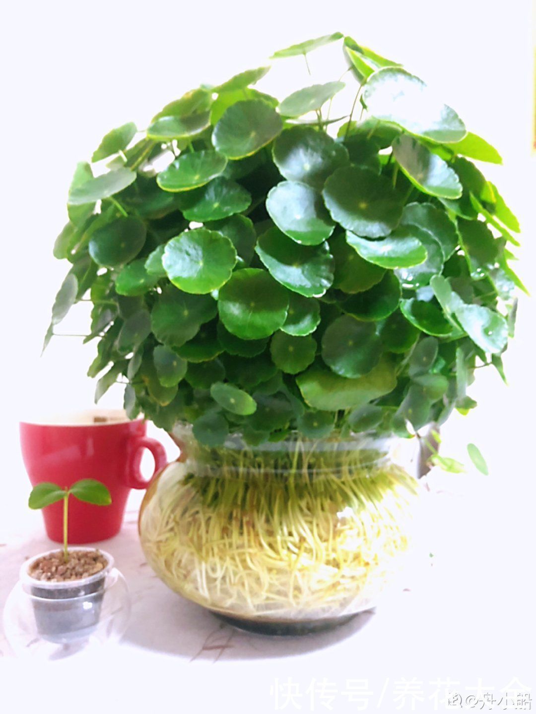 旧筷子、老干妈瓶别扔,拿来养花效果好,省下一笔养花钱