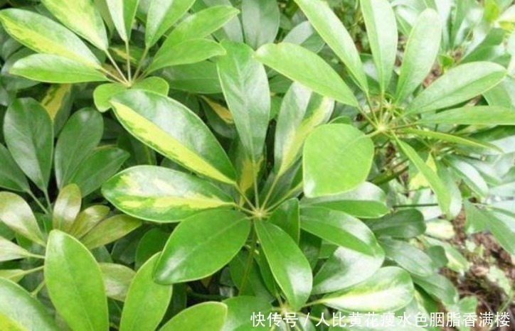 种花|人养花,花也养人,“3种花”家养里,空气清新,还有助于睡眠!