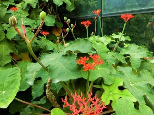  萝卜|1种植物，人称“萝卜树”，开出“珊瑚花”，一年四季花不断